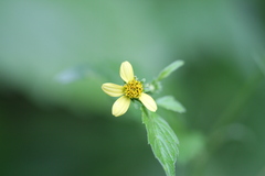 Synedrella nodiflora